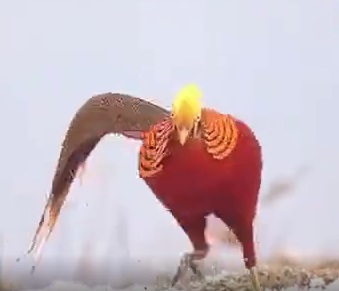 sxfhxymjr6.jpg