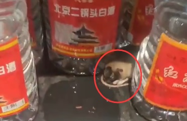lsjfjhhh1.jpg